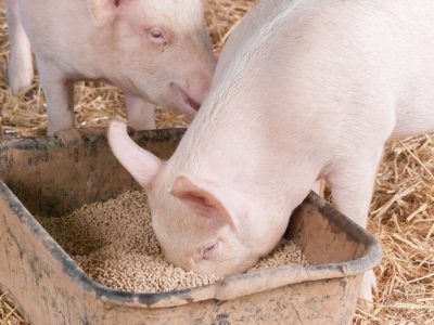young sow with snout burried in container of pellets