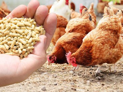 Chicken-Feed-Pellet-Mill-for-Farm-Use