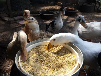 Ducks owned by Lisa Steele of Dixmont, Maine, eat chicken feed supplemented with brewer's yeast and rolled oats. (Photo by Lisa Steele)